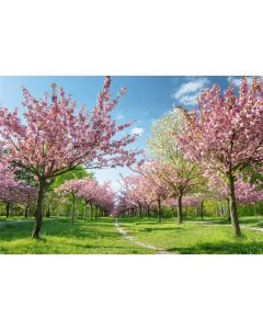 Leyiyi 7x5ft Cherry Blossom Photography Background Spring Floral Petals Cherry BlossomsTrees Garden Sky Cloud Grassland Backdrop Meadow Path Wedding Kids Birthday Photo Portrait Vinyl Studio Prop